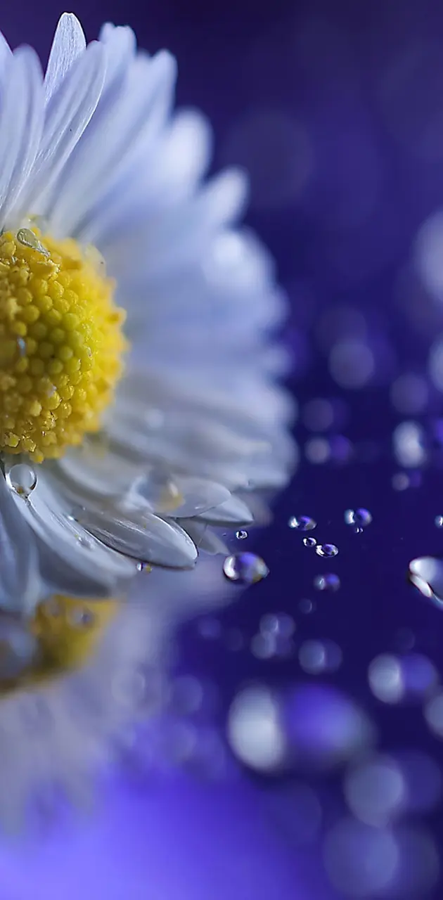 Drops And Flower