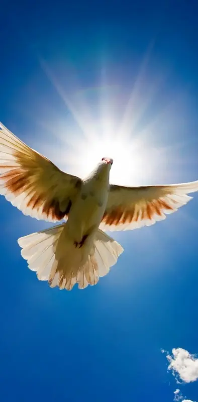 Peace Pigeon