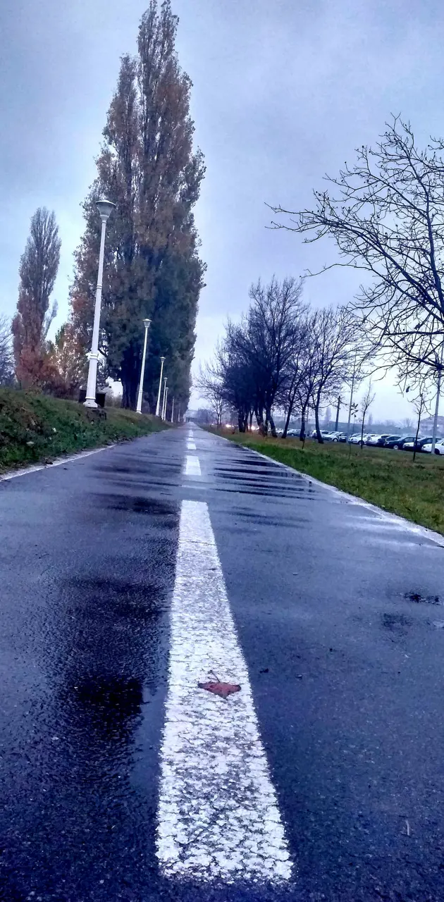 rainy autumn road