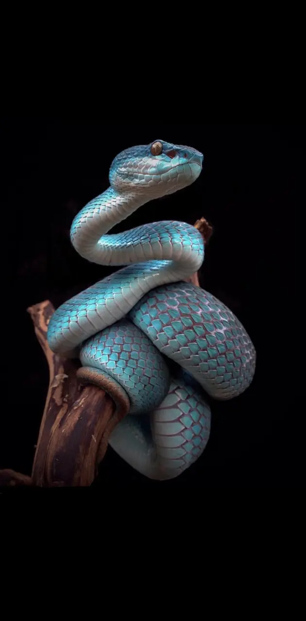 Blue snake amoled