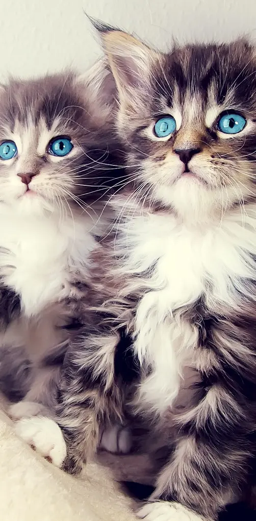 Blue Eyes Cats