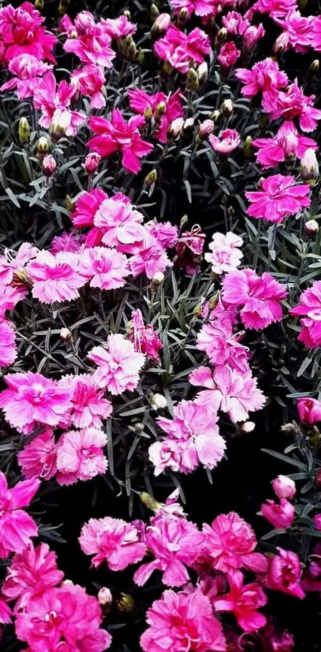 Flowers Pink