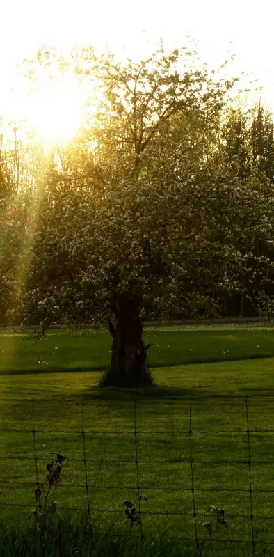 Dusk In The Orchard