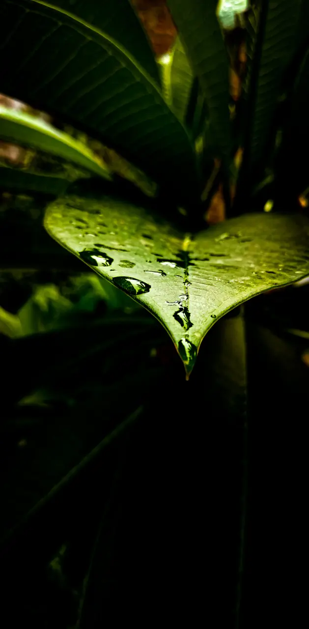 Beautiful rain leaf
