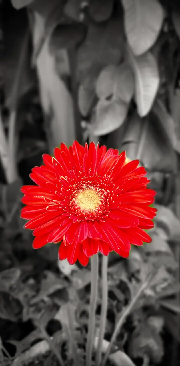 Gerbera flower 