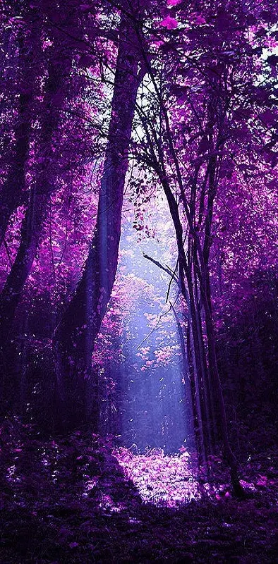 Purple Nature Tree