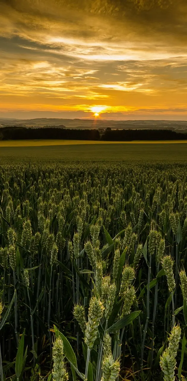 Wheat Sunsets