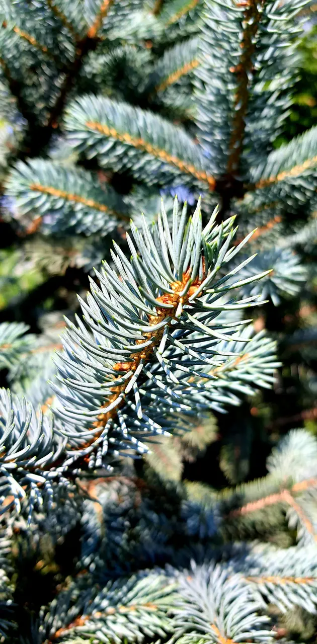 Silver fir