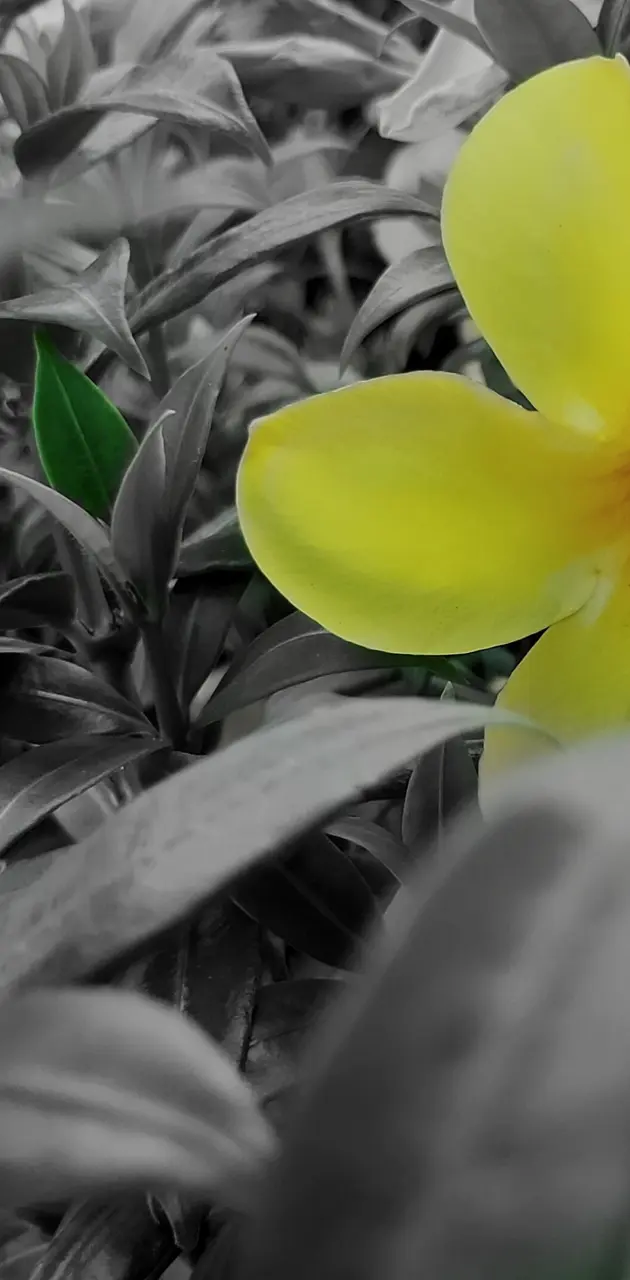 Flower in yellow