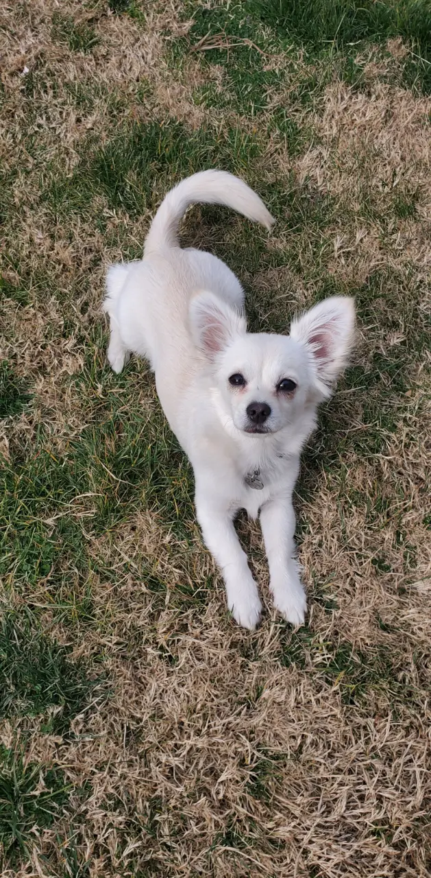 Chihuahua  