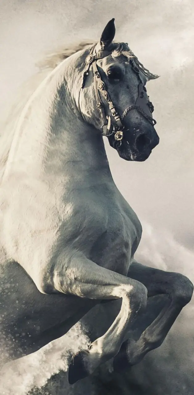 Majestic Equine