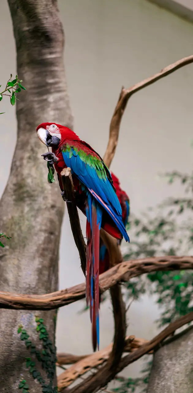 Green wing Macaw