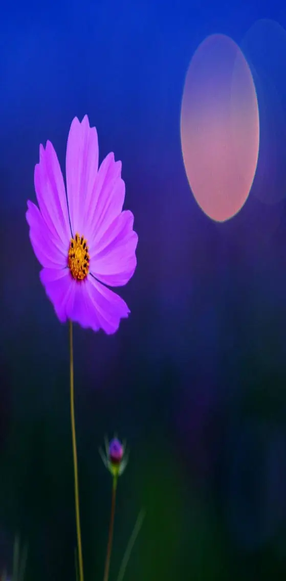 Alone Night flower