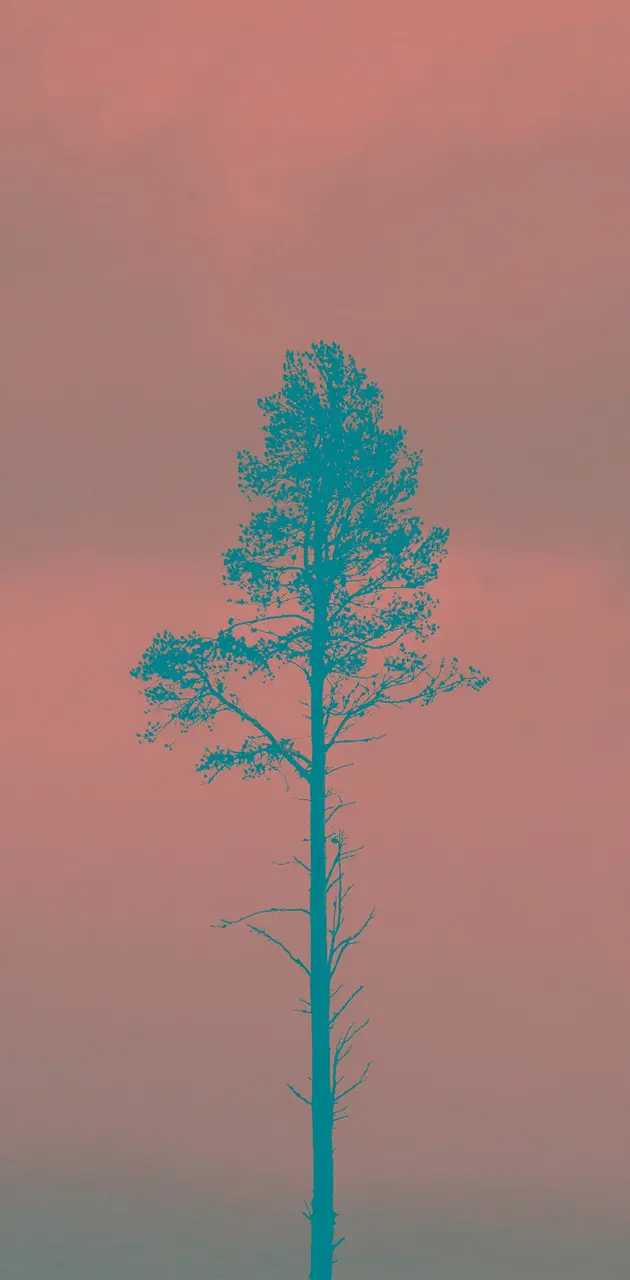 Pink Sky Pine