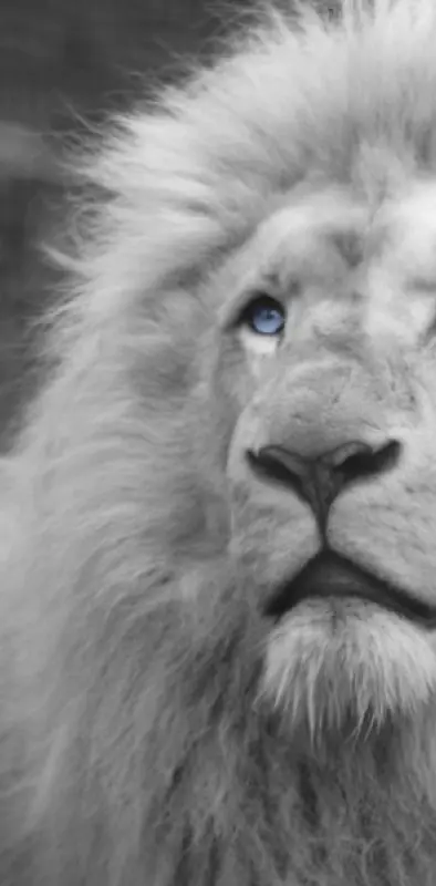 white lions with blue eyes wallpaper