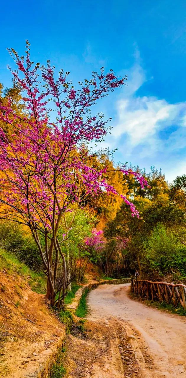Nature Colors 