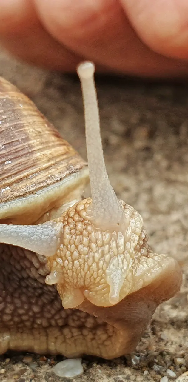 Snail in the garden
