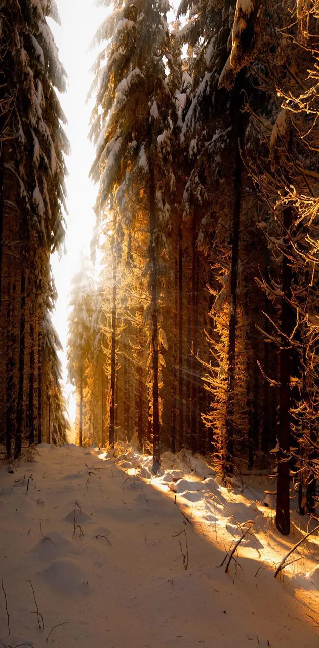 Winter snow forest