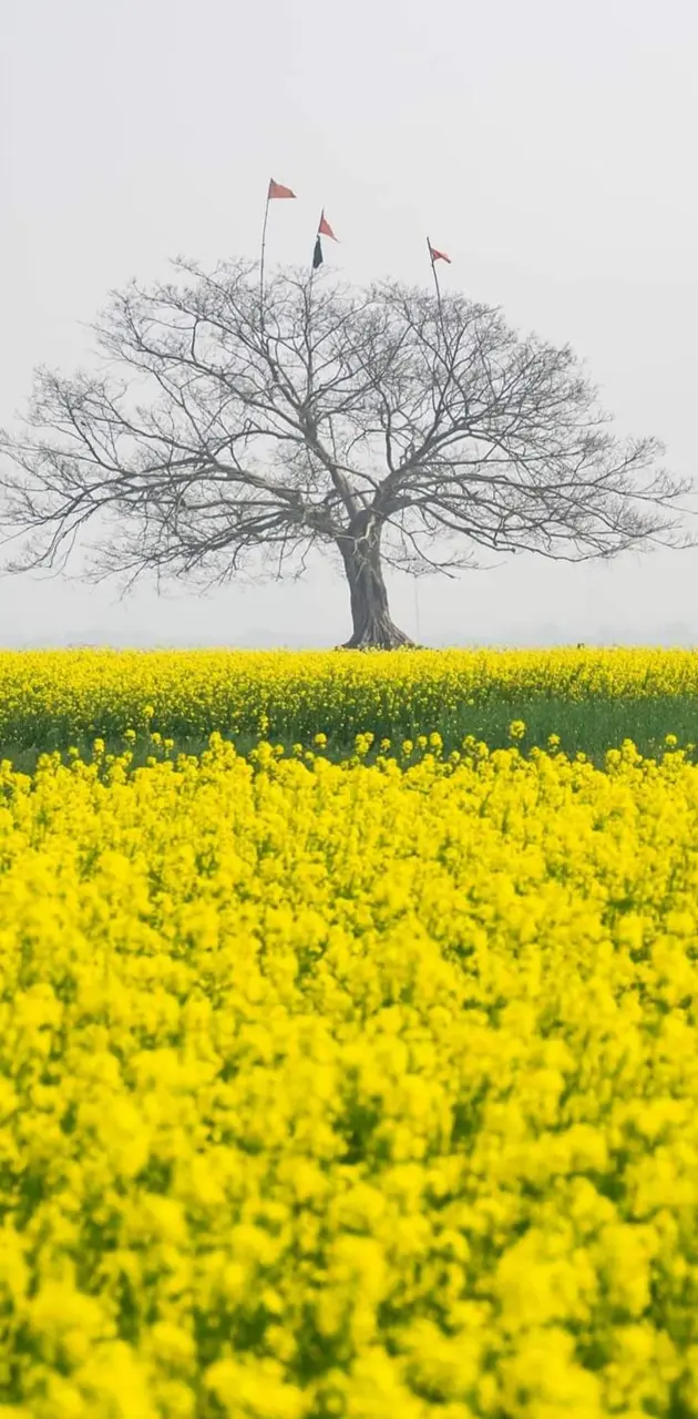 Mustard field 