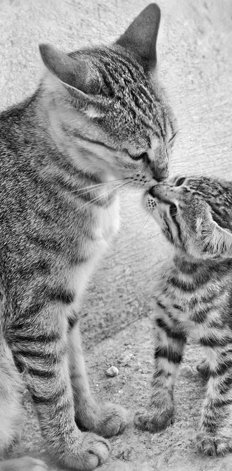 Family Kiss