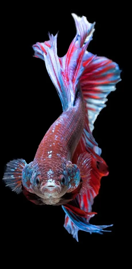 Champion fish 6s