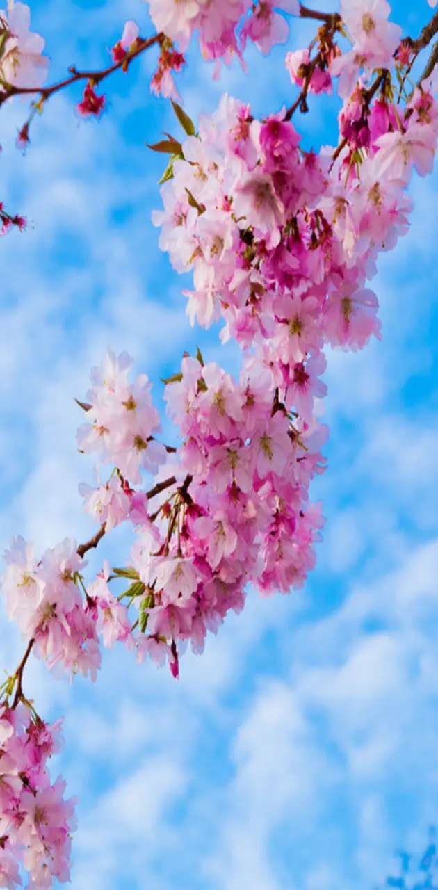 Cherry   Blossom