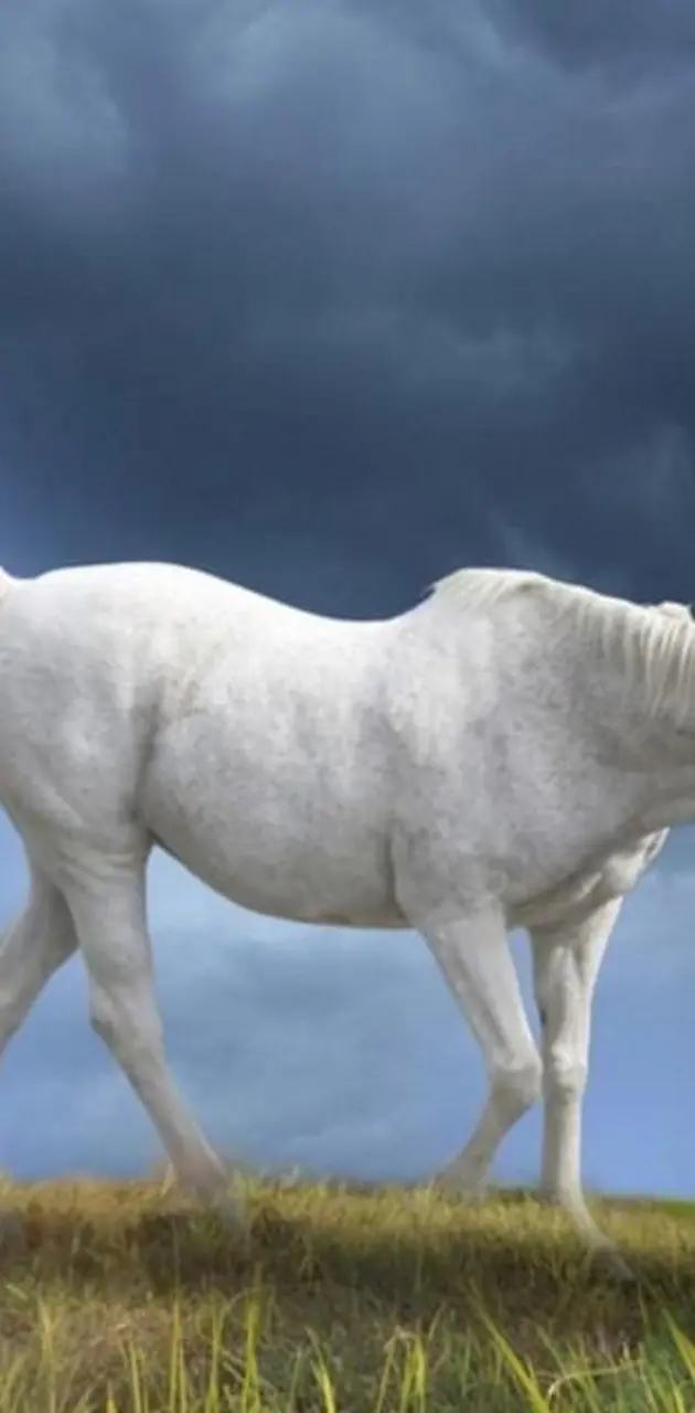 White Beauty Horse