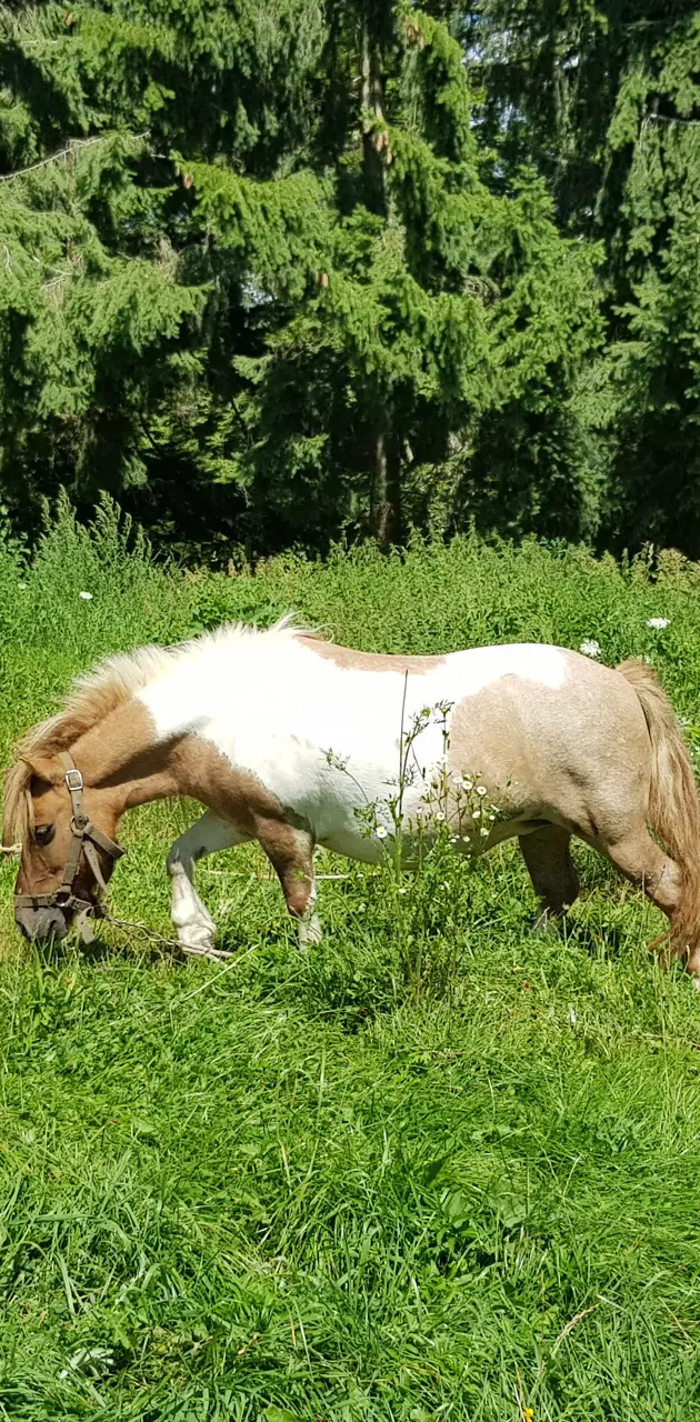 Mini Horse Pony