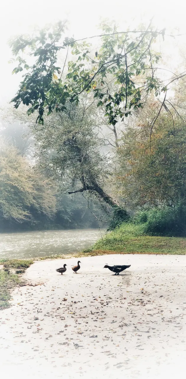 Ducks at the River
