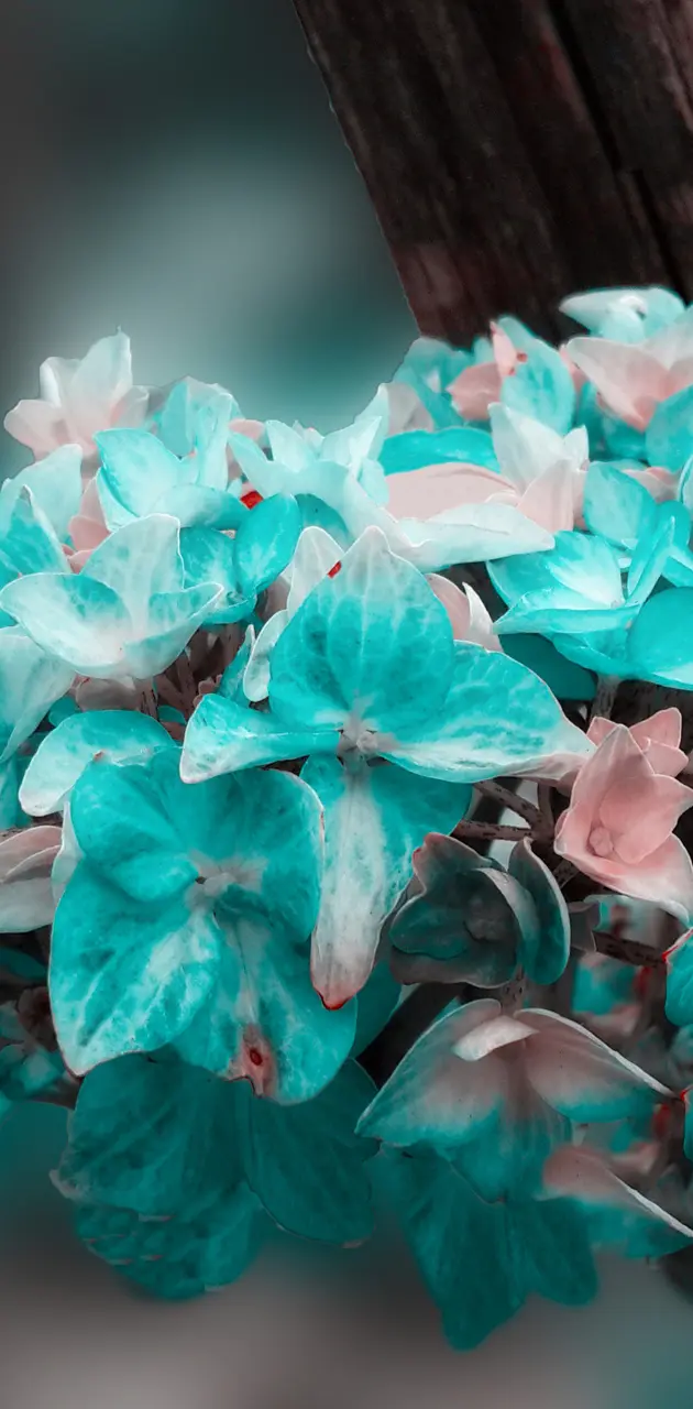 Flower on turquoise