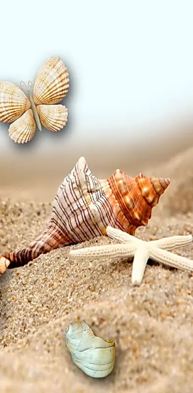 Shells By The Sea