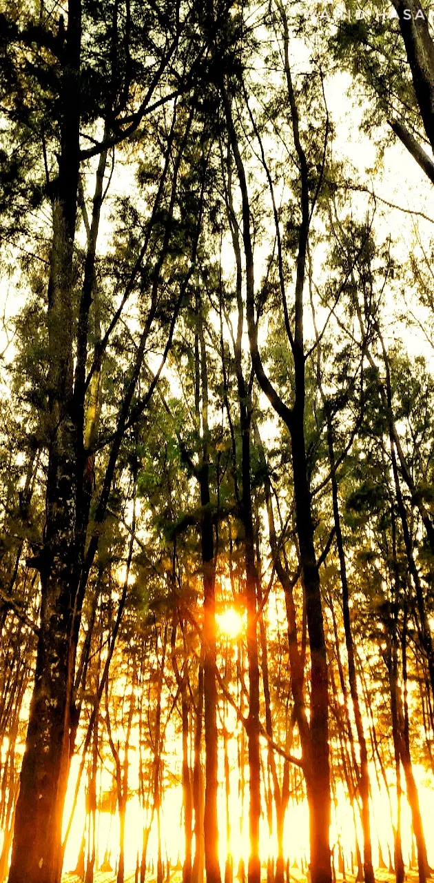 The sun behind trees