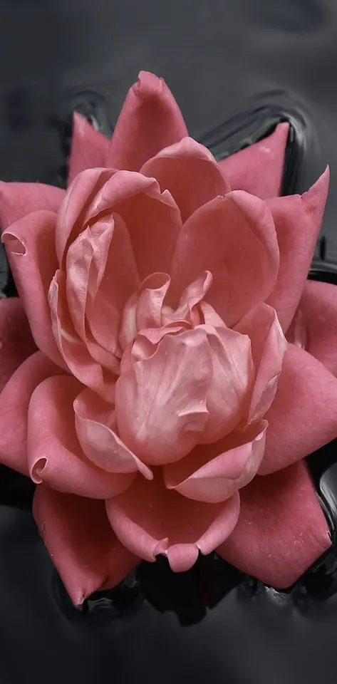 Pink Rose Hd