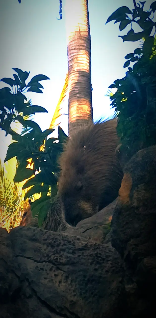 Kapybara (Loro Parque)