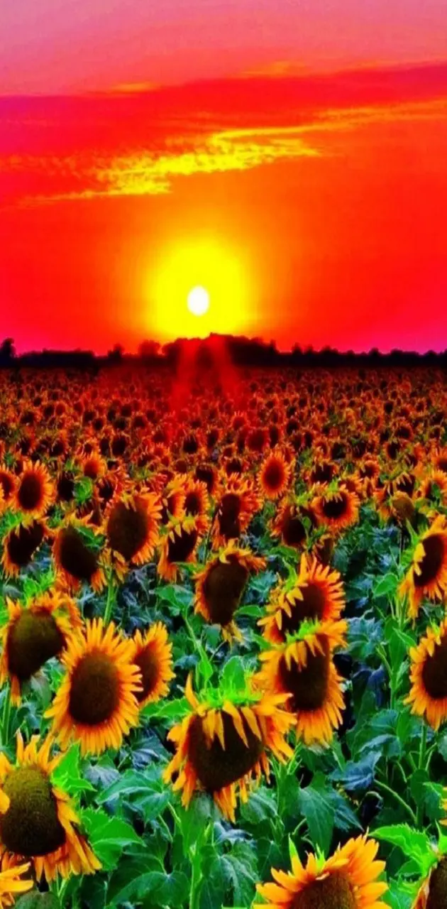 Sunflowers garden