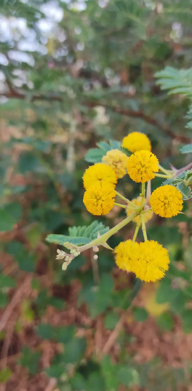 Babun yellow Flower 🌼