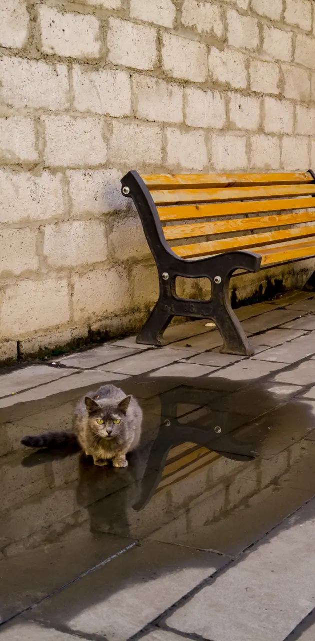 Tbilisi cats