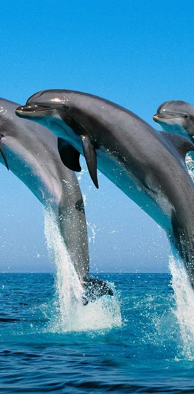 Dolphin-blue-hd
