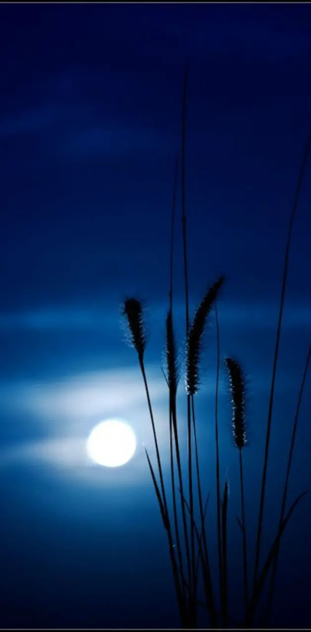 Blue moonlight