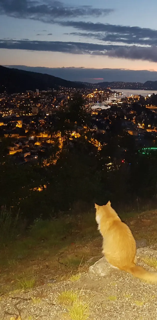 Cat Overlooking City