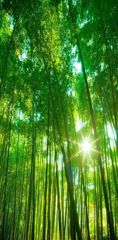 Bamboo Forest Green