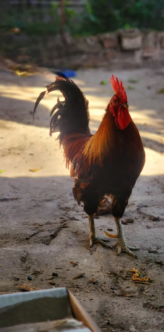 Gallo rooster 