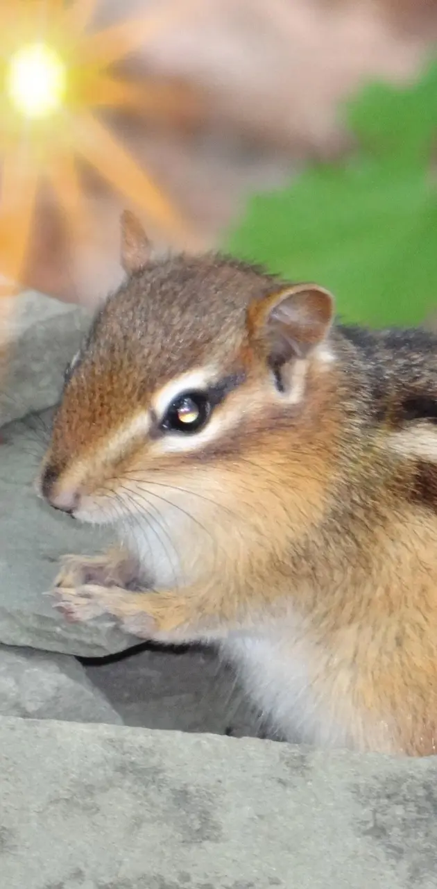 Chipmunk