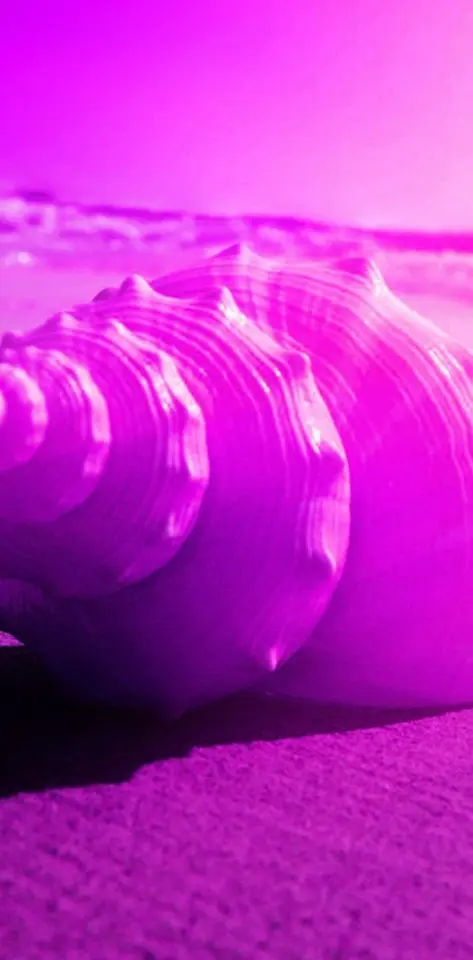 hd purple sea shell