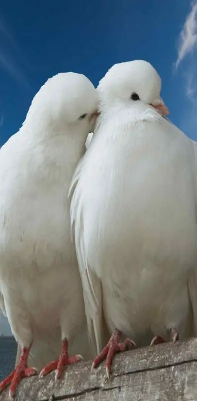 Pigeon love