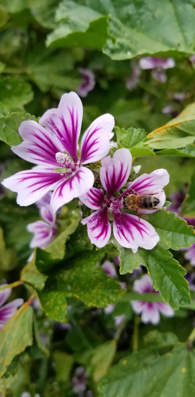 Purple bee