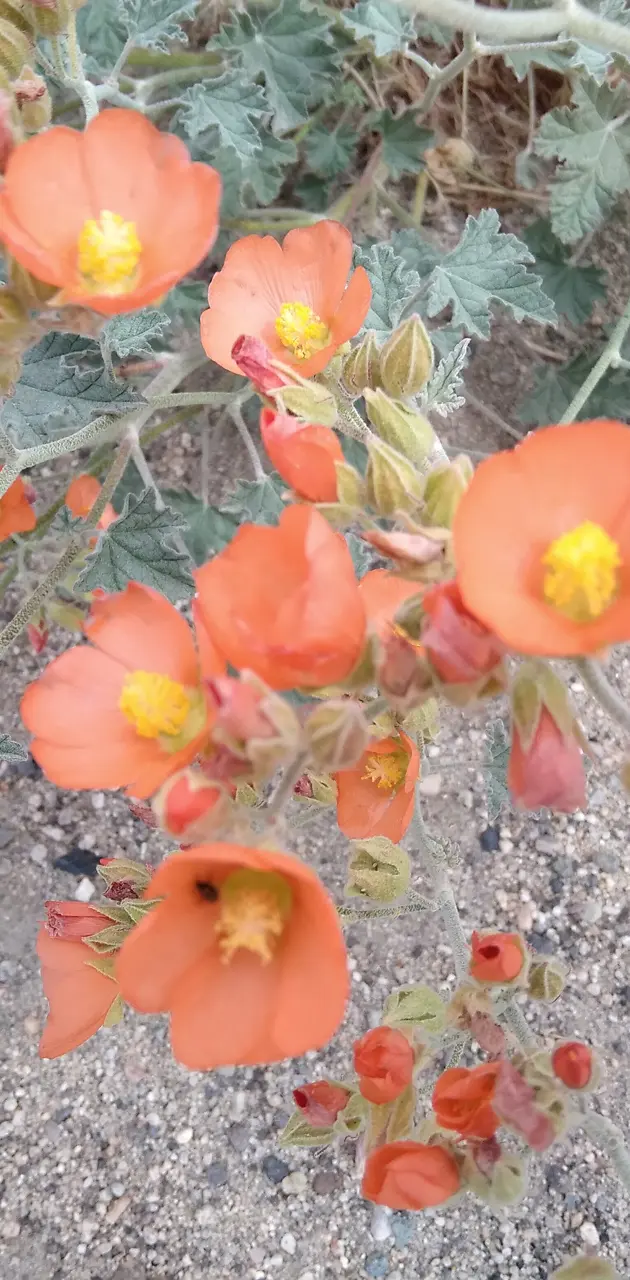 Desert flowers of spri