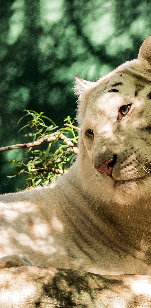 Albino Tiger
