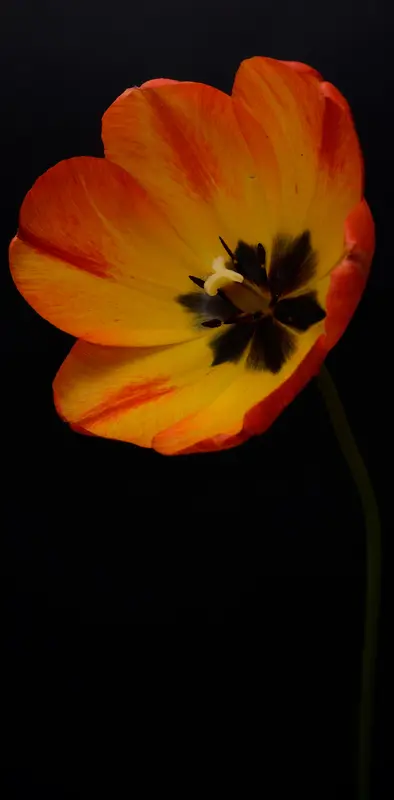 Flower Tulip 7
