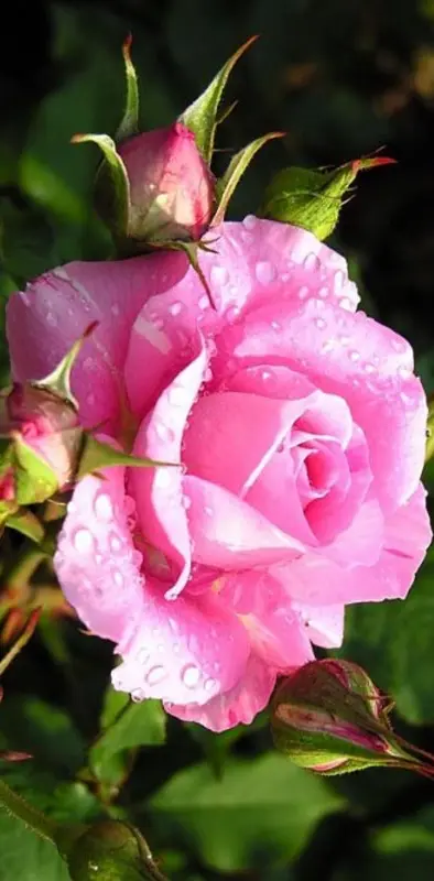 pink love rose